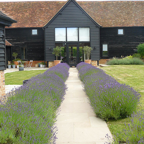 Hertfordshire Barn Garden The Lavender Path